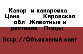 Канар, и канарейка › Цена ­ 2 000 - Кировская обл. Животные и растения » Птицы   